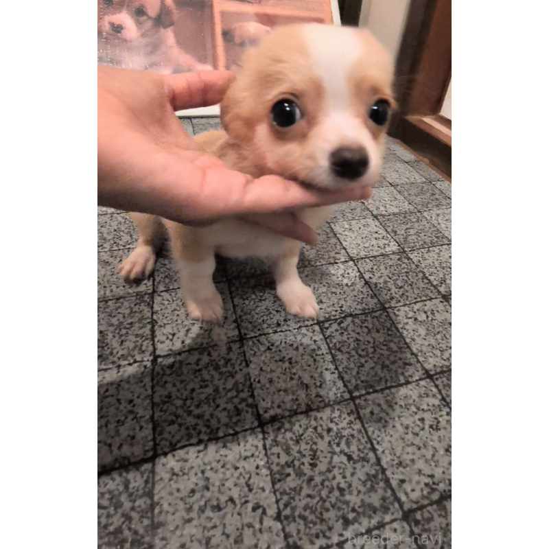 販売中の茨城県のミックス犬-405606の2枚目