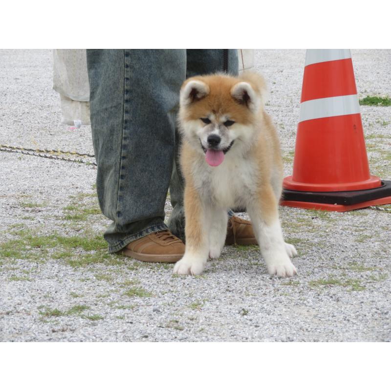 販売中の香川県の秋田犬-412186の3枚目