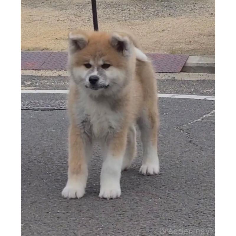 販売中の香川県の秋田犬-412186の2枚目