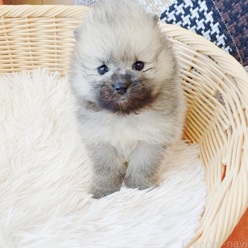 成約済の和歌山県のポメラニアン-411022の4枚目