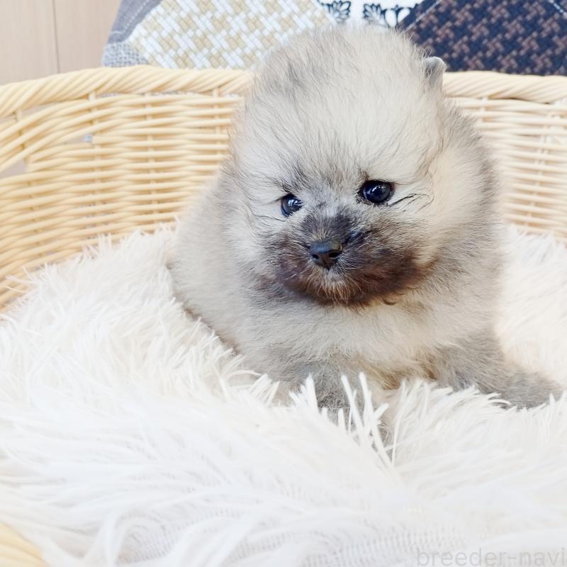 成約済の和歌山県のポメラニアン-411022の3枚目