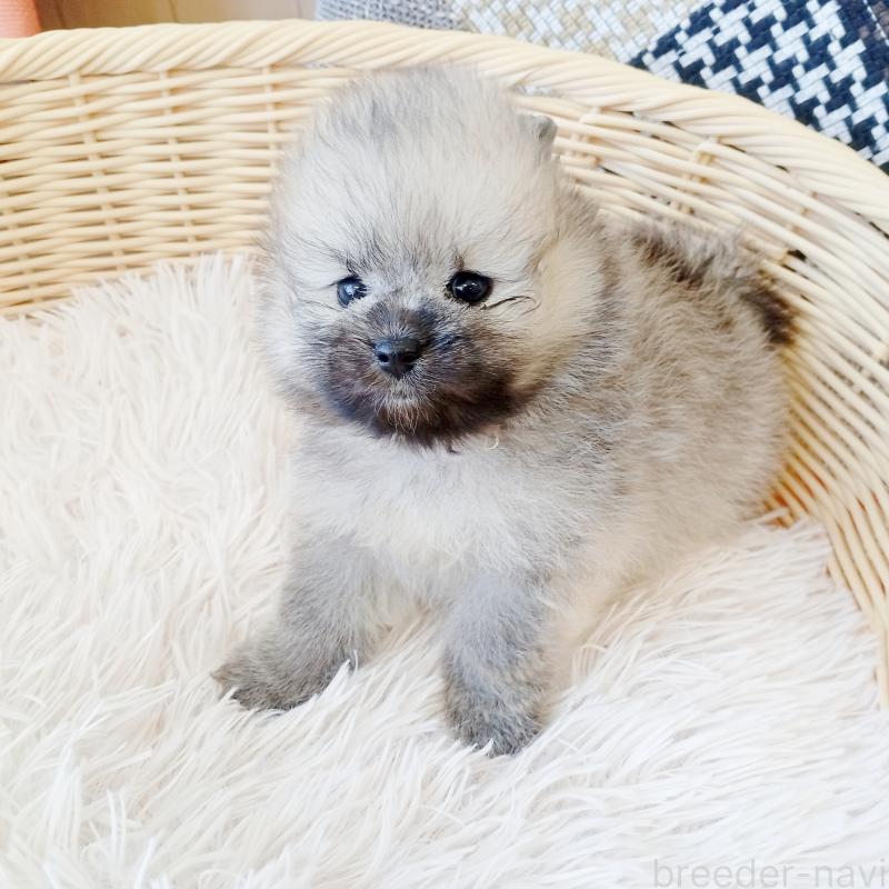 成約済の和歌山県のポメラニアン-411022の2枚目