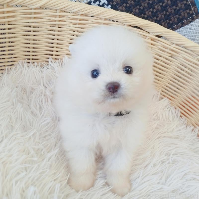 成約済の和歌山県のポメラニアン-411016の5枚目