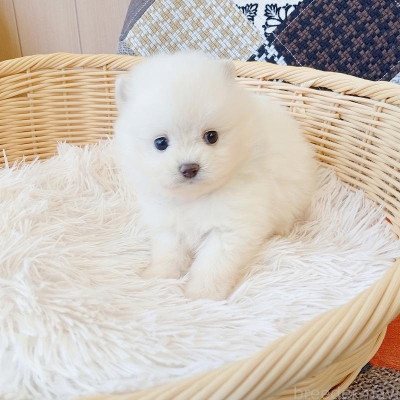 成約済の和歌山県のポメラニアン-411016の4枚目