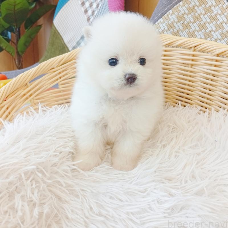 成約済の和歌山県のポメラニアン-411016の3枚目