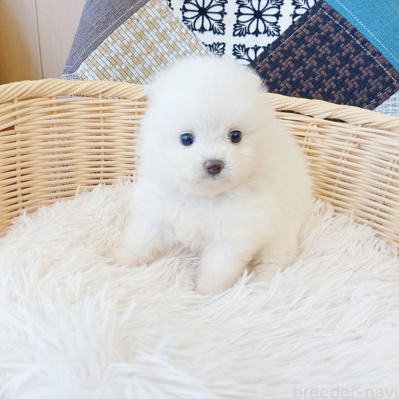 成約済の和歌山県のポメラニアン-411016の2枚目