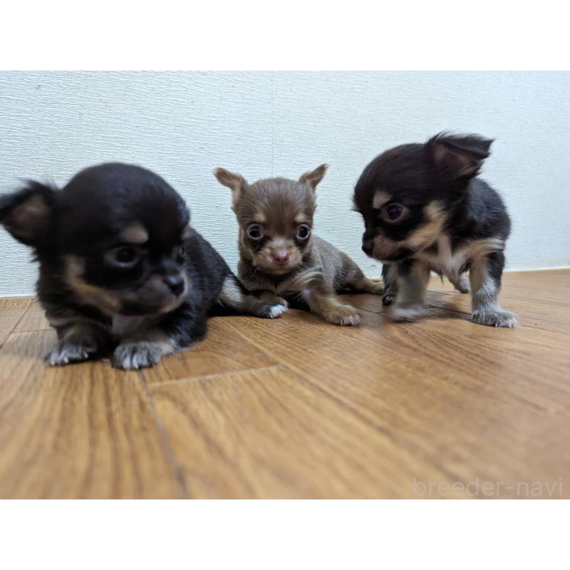 販売中の石川県のチワワ(ロングコート)-412192の3枚目