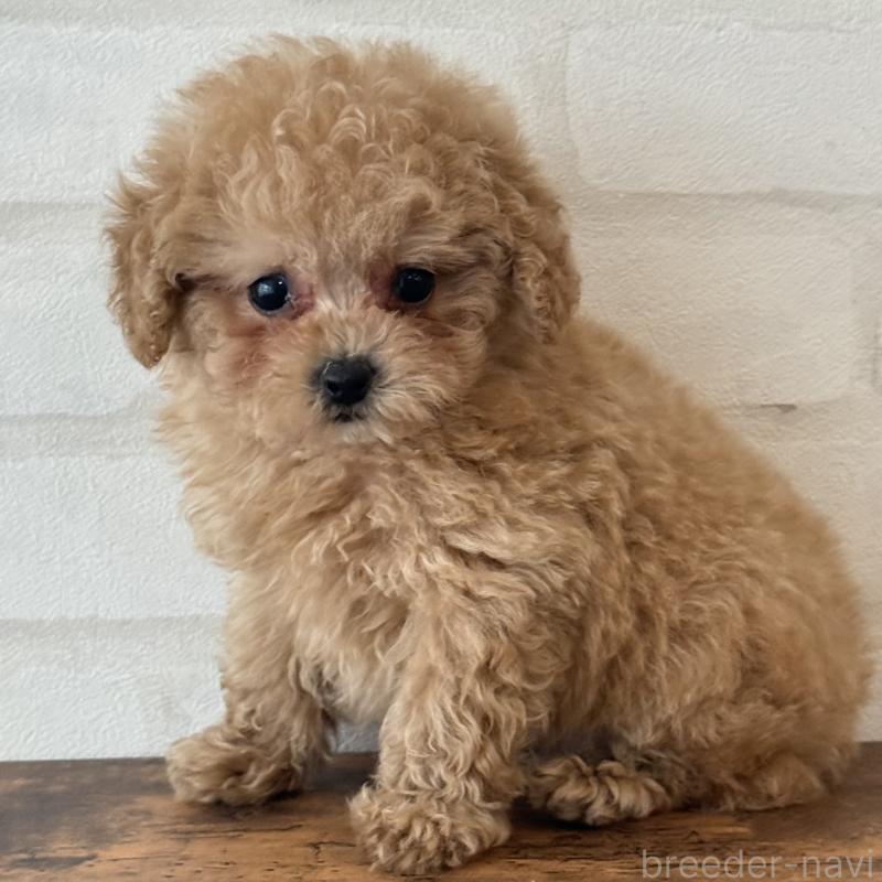 販売中の大阪府のマルプー:マルチーズ×トイプードル-412195の9枚目