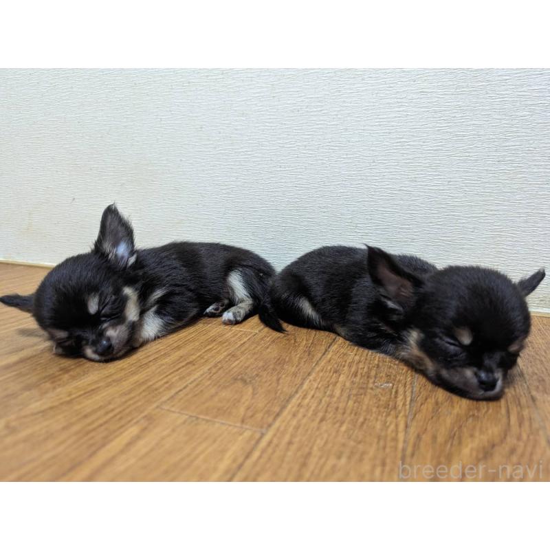販売中の石川県のチワワ(ロングコート)-412196の3枚目