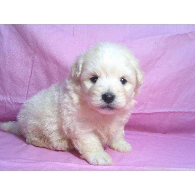販売中の茨城県のミックス犬-412197の1枚目