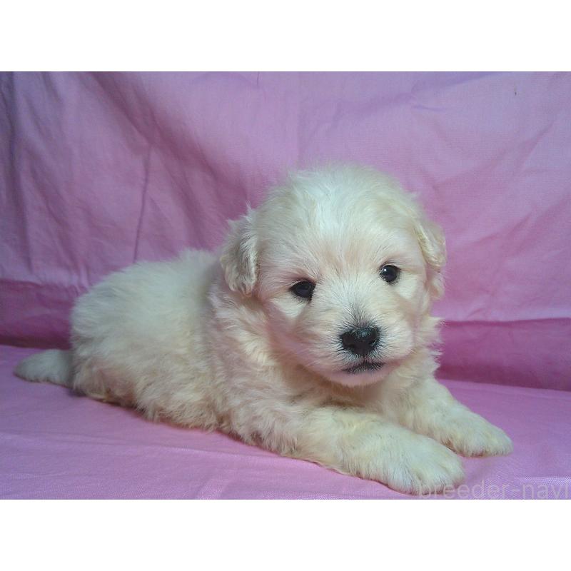 販売中の茨城県のミックス犬-412197の2枚目