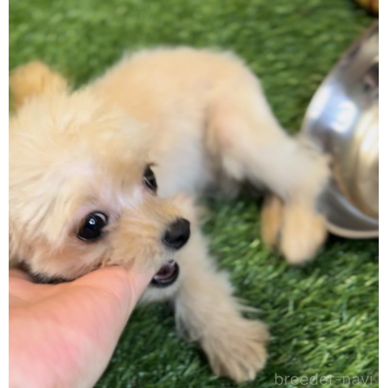 販売中の埼玉県のミックス犬-391948の6枚目