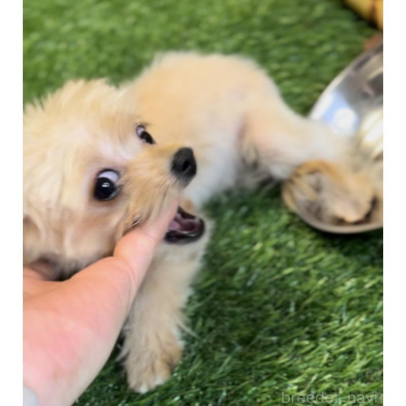 販売中の埼玉県のミックス犬-391948の5枚目