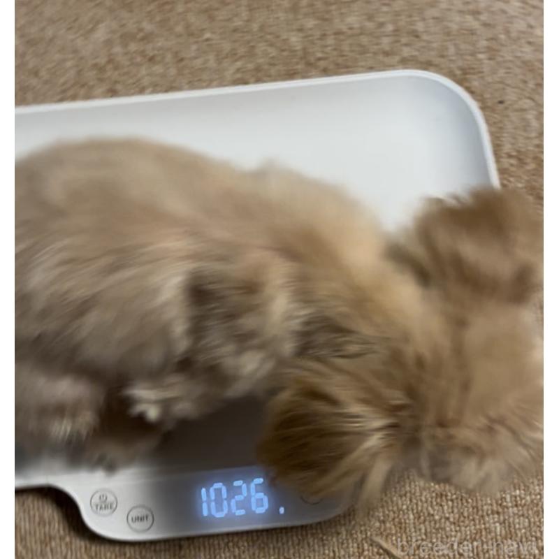 販売中の埼玉県のミックス犬-391948の4枚目