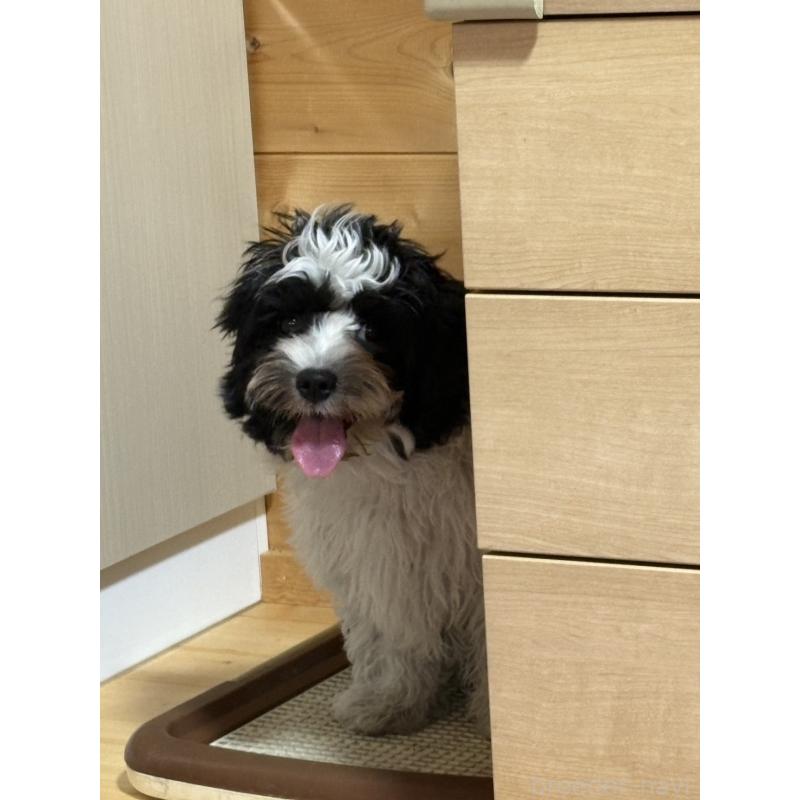 成約済の埼玉県のキャバマル:キャバリア×マルチーズ-391906の6枚目