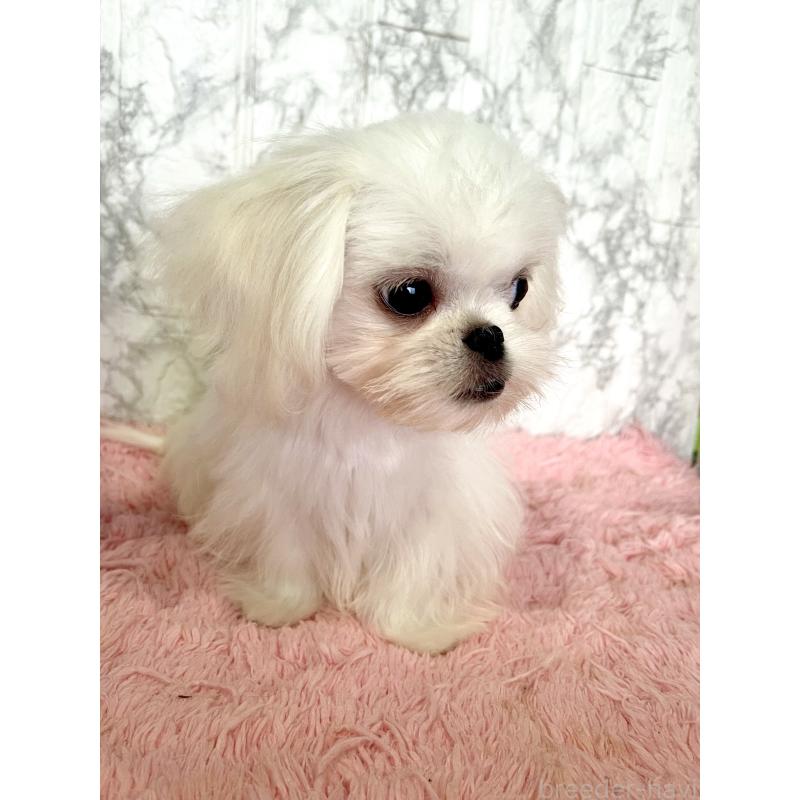 販売中の北海道のミックス犬-391949の6枚目