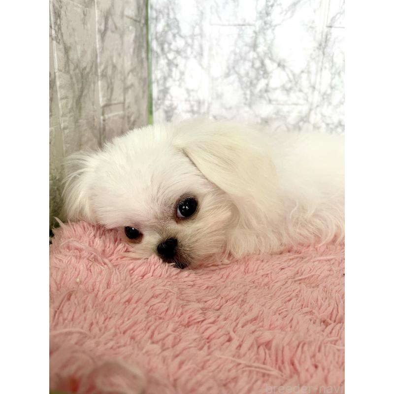 販売中の北海道のミックス犬-391949の5枚目