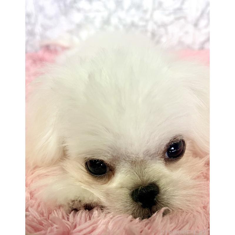 販売中の北海道のミックス犬-391949の4枚目