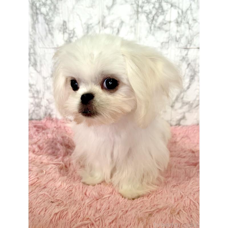 販売中の北海道のミックス犬-391949の3枚目