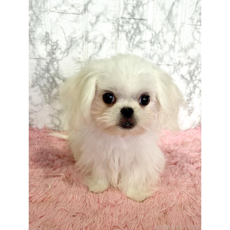 販売中の北海道のミックス犬-391949の2枚目