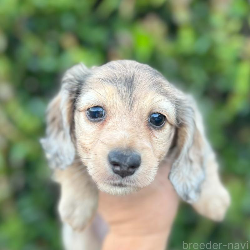 成約済の福岡県のミニチュアダックスフンド(ロングヘアード)-410049の3枚目