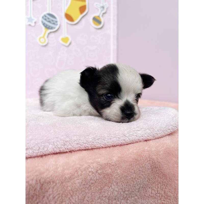 販売中の東京都のミックス犬-412057の7枚目