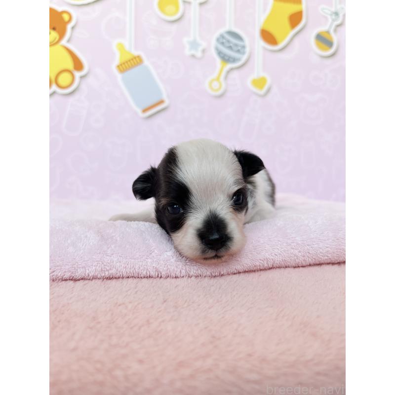 販売中の東京都のミックス犬-412057の5枚目