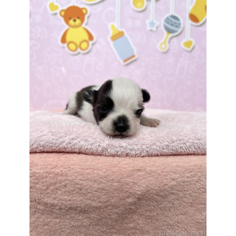 販売中の東京都のミックス犬-412057の4枚目