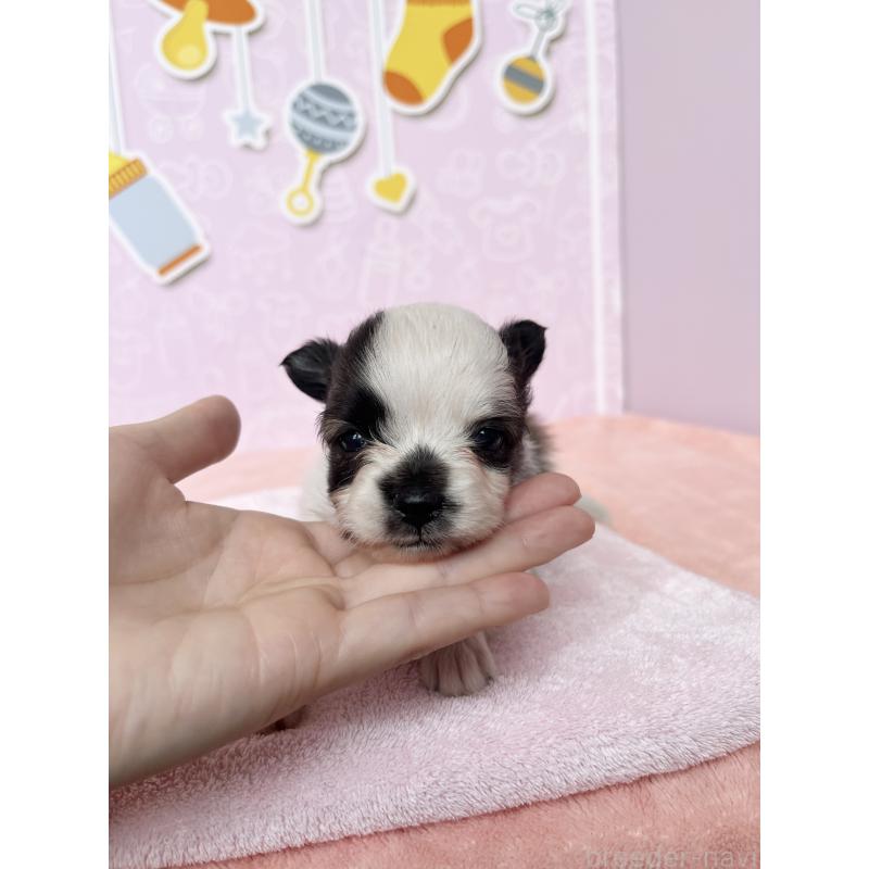 販売中の東京都のミックス犬-412057の2枚目