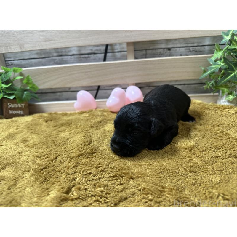 販売中の奈良県のミニチュアシュナウザー-412039の3枚目
