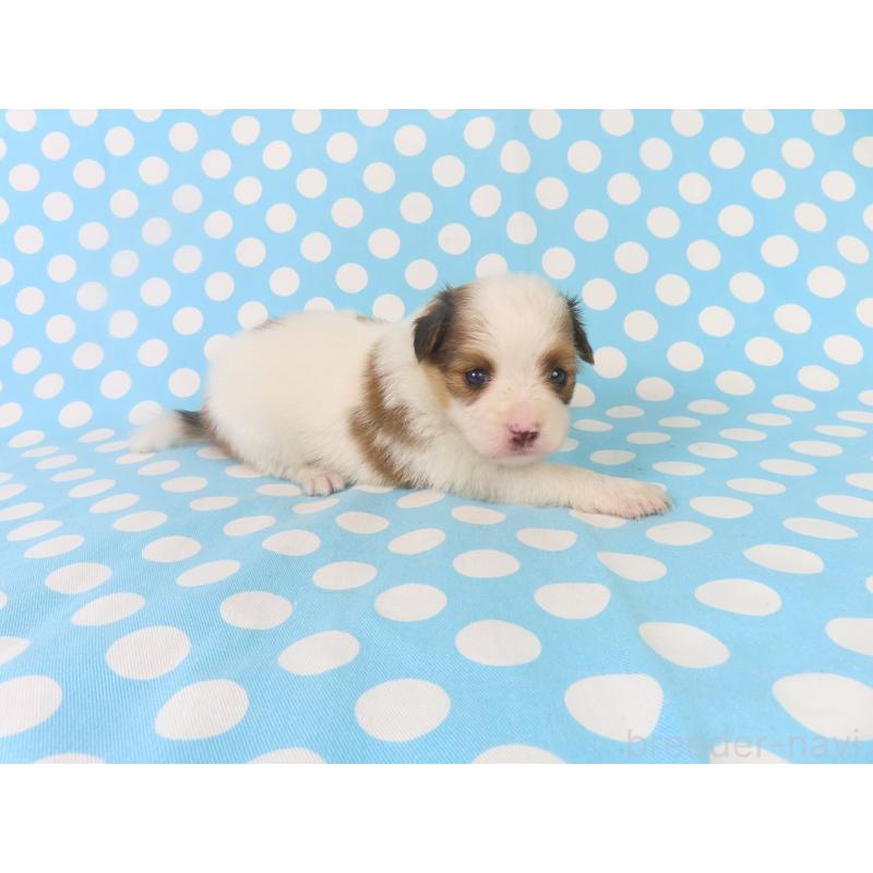 販売中の千葉県のパピヨン-412044の3枚目