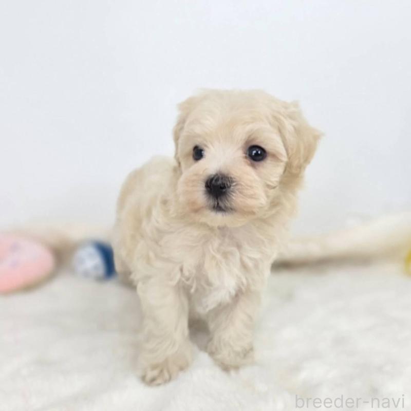 販売中の茨城県のマルプー:マルチーズ×トイプードル-412230の2枚目