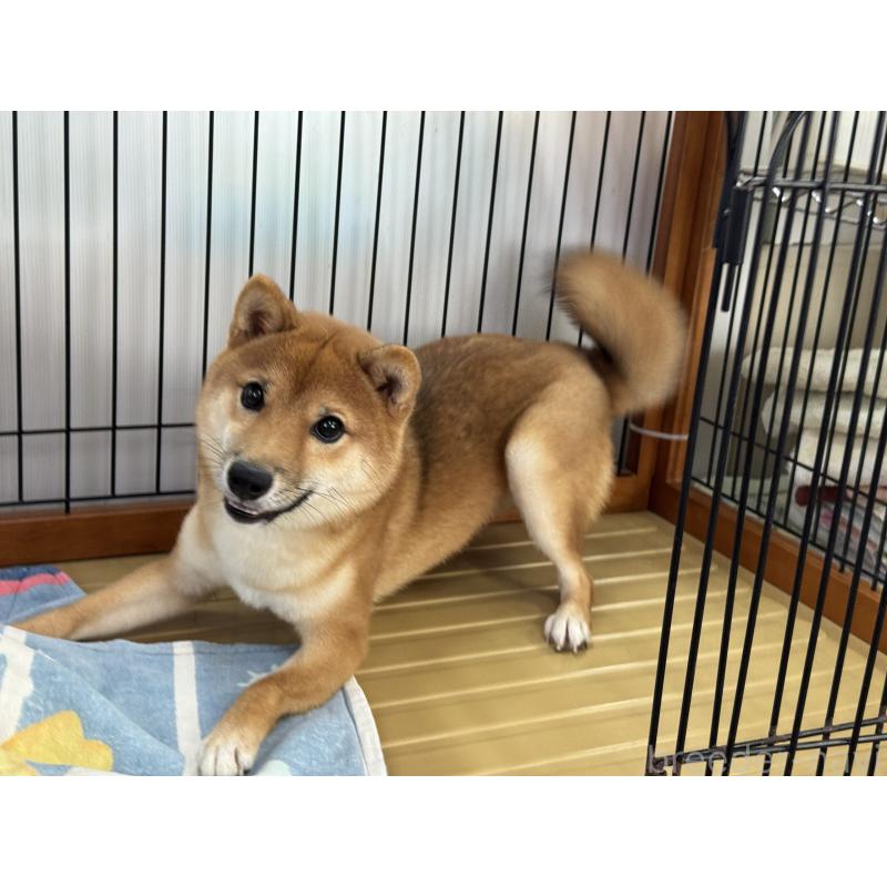 販売中の岡山県の豆柴-412236の4枚目