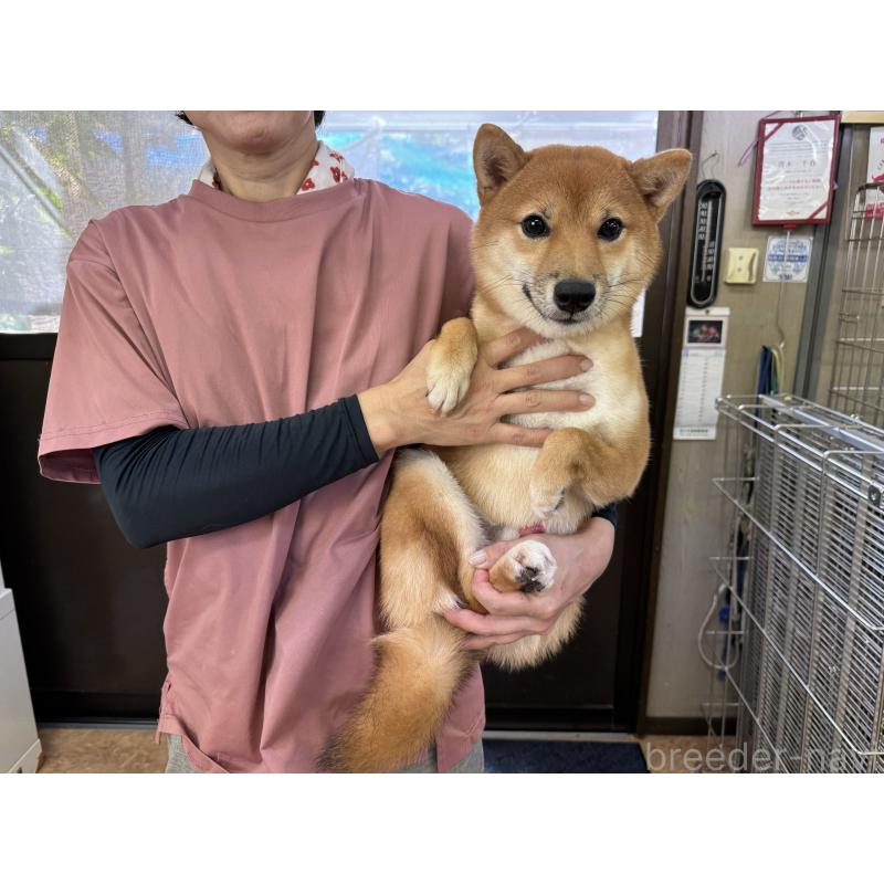 販売中の岡山県の豆柴-412236の2枚目