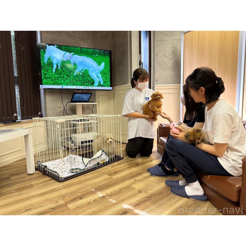 販売中の東京都のポメラニアン-412424の13枚目