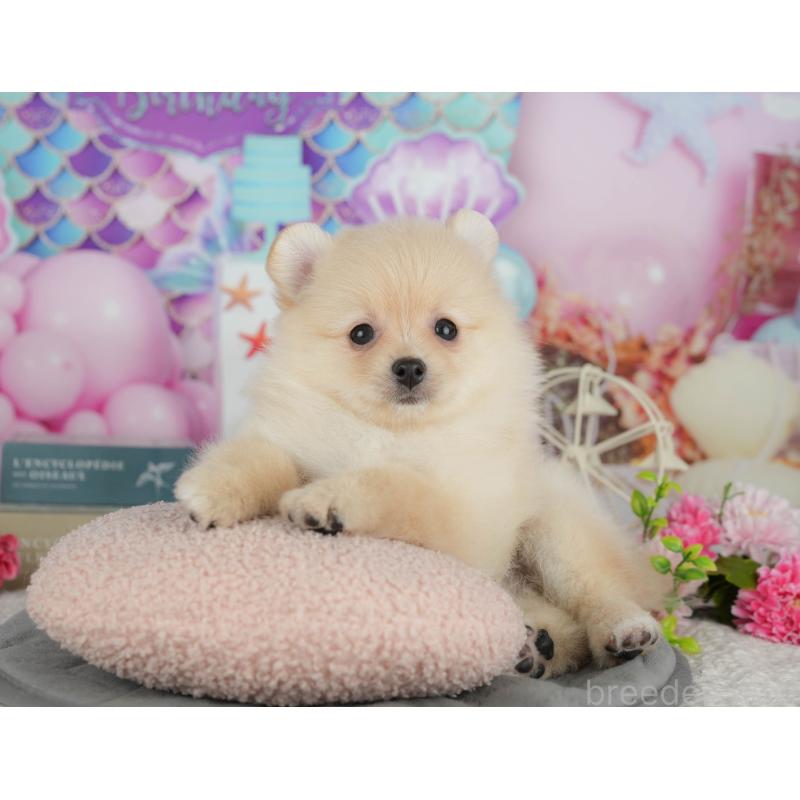 販売中の東京都のポメラニアン-412422の6枚目