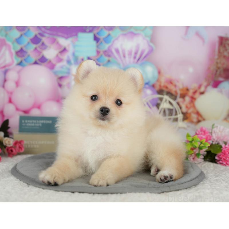 販売中の東京都のポメラニアン-412422の5枚目