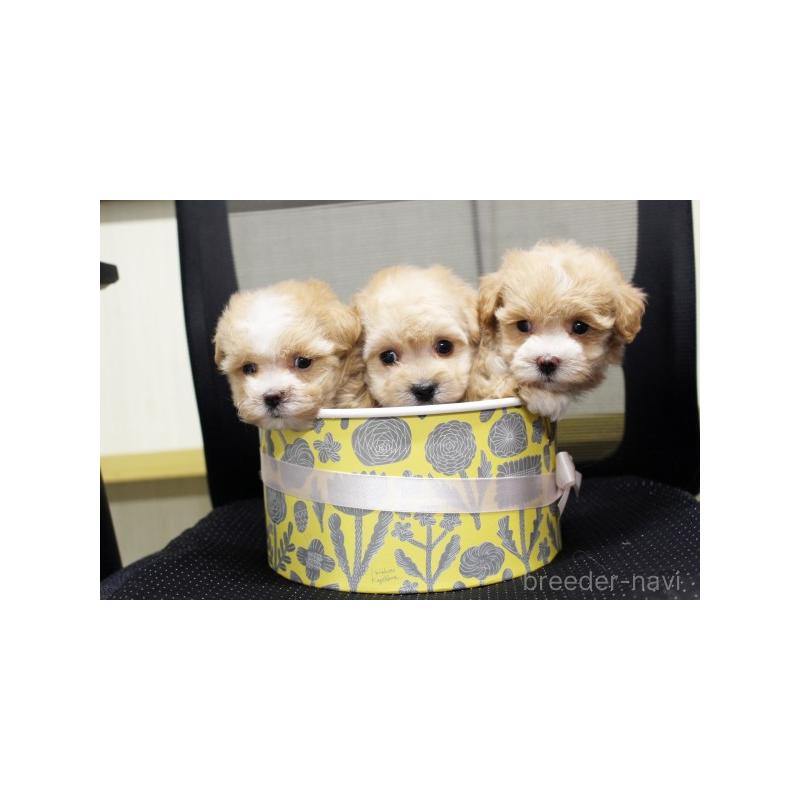 販売中の栃木県のマルプー:マルチーズ×トイプードル-412239の2枚目