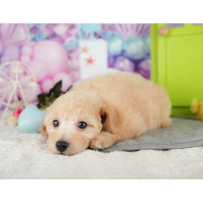 販売中の東京都のトイプードル-412420の3枚目