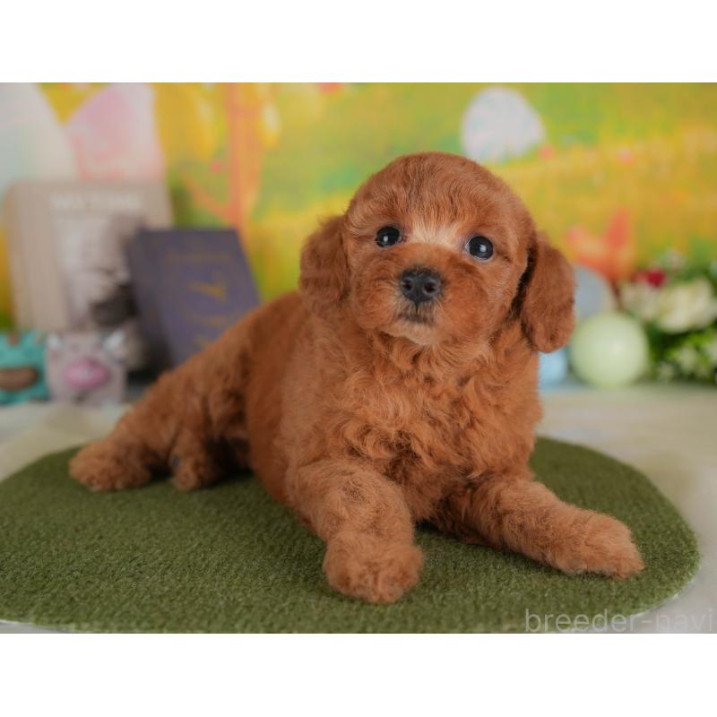 販売中の栃木県のトイプードル-412308の1枚目