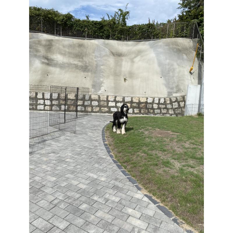 販売中の岡山県のアフガンハウンド-412244の3枚目