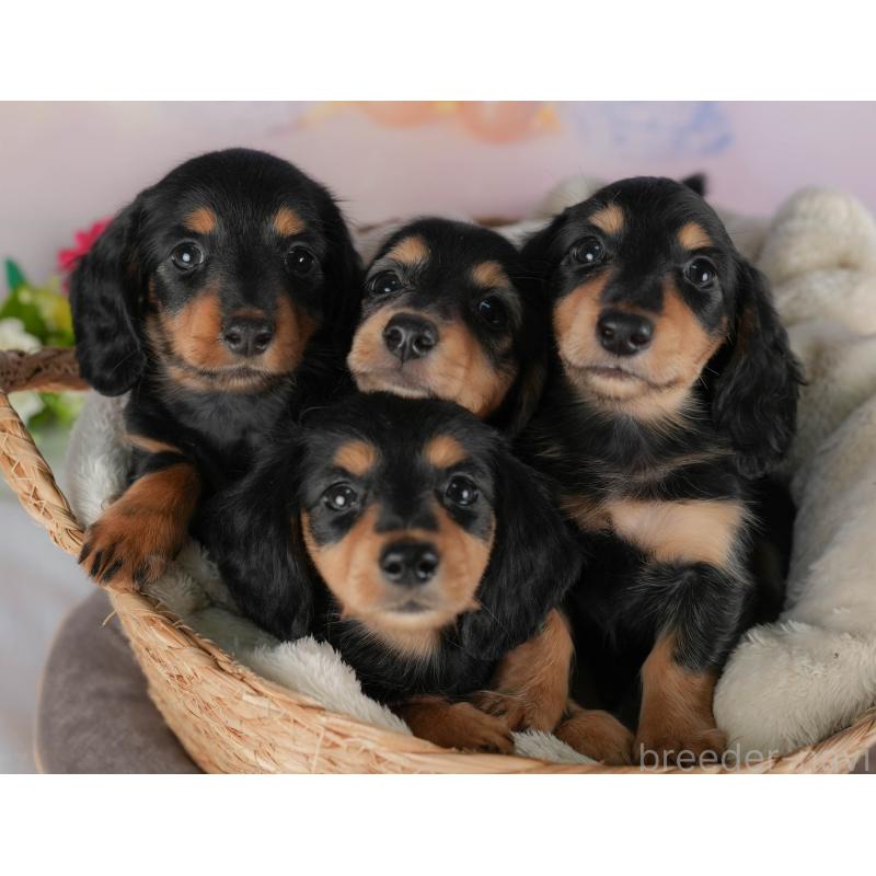 販売中の栃木県のミニチュアダックスフンド(ロングヘアード)-412333の5枚目
