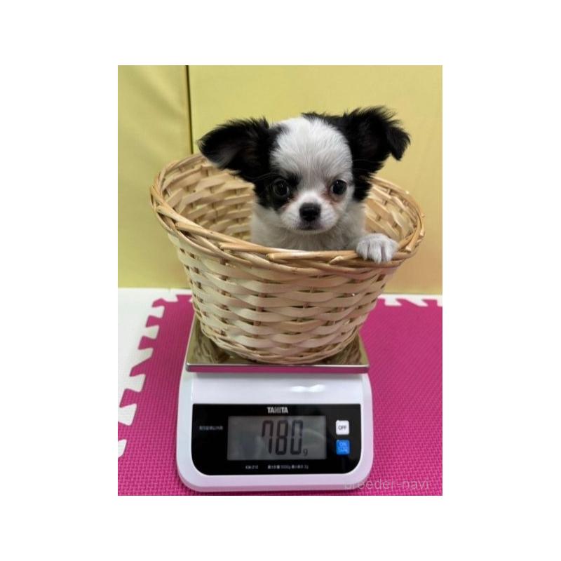 販売中の栃木県のタイニープードル-412329の11枚目