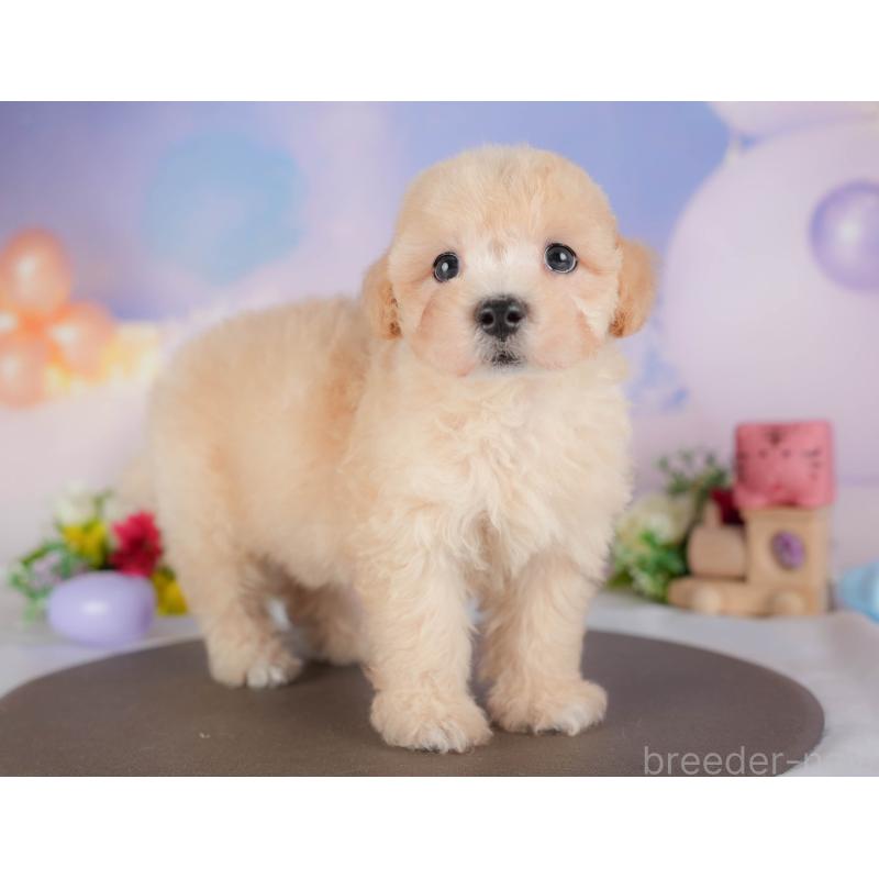 販売中の栃木県のマルプー:マルチーズ×トイプードル-412319の6枚目