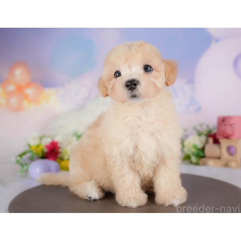 販売中の栃木県のマルプー:マルチーズ×トイプードル-412319の4枚目