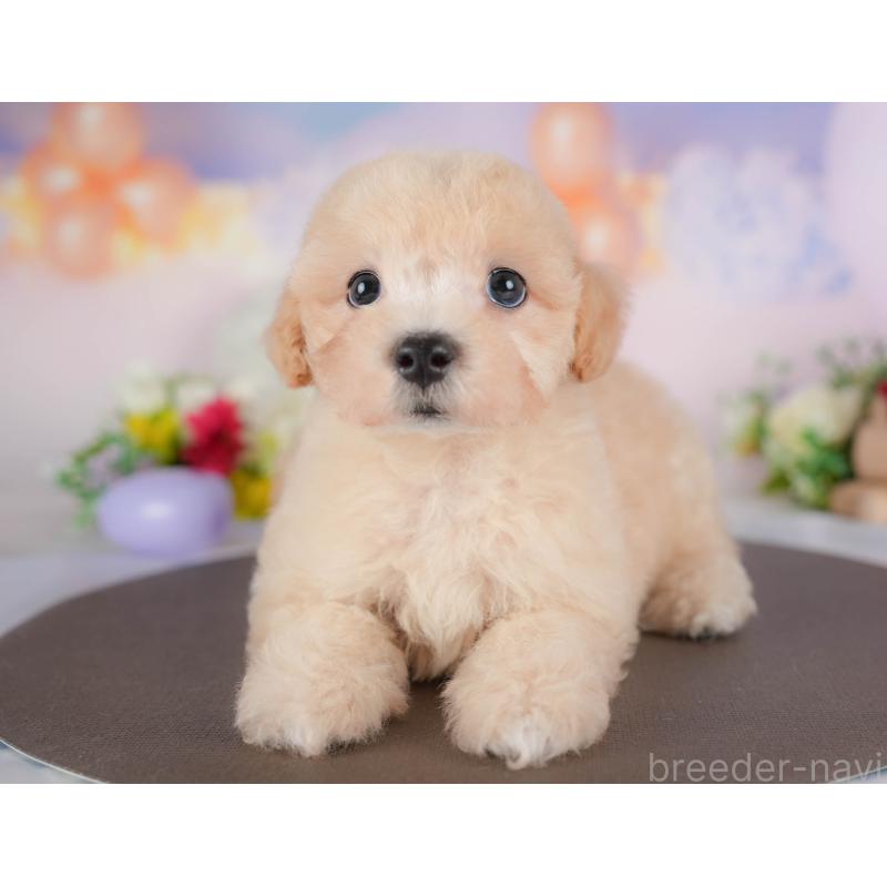 販売中の栃木県のマルプー:マルチーズ×トイプードル-412319の3枚目