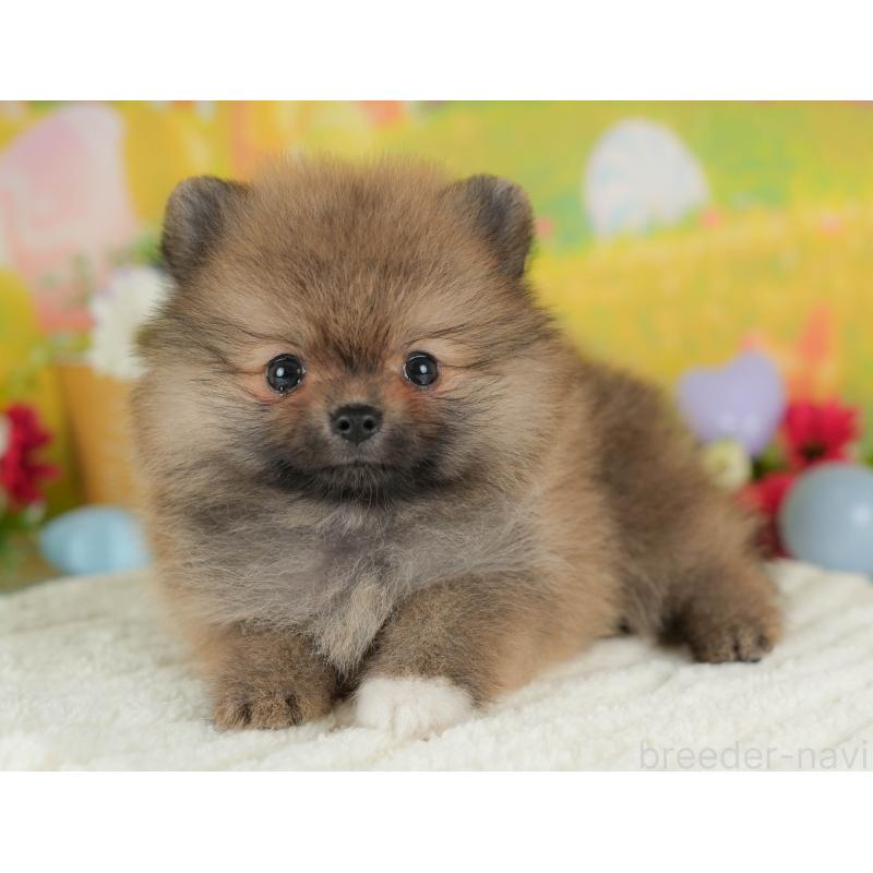 販売中の栃木県のポメラニアン-412316の6枚目