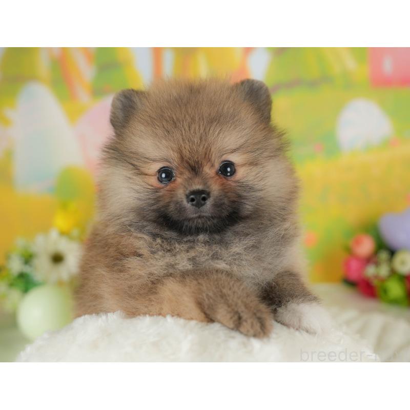 販売中の栃木県のポメラニアン-412316の3枚目