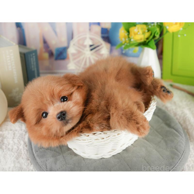 販売中の千葉県のポメプー:ポメラニアン×トイプードル-413068の4枚目
