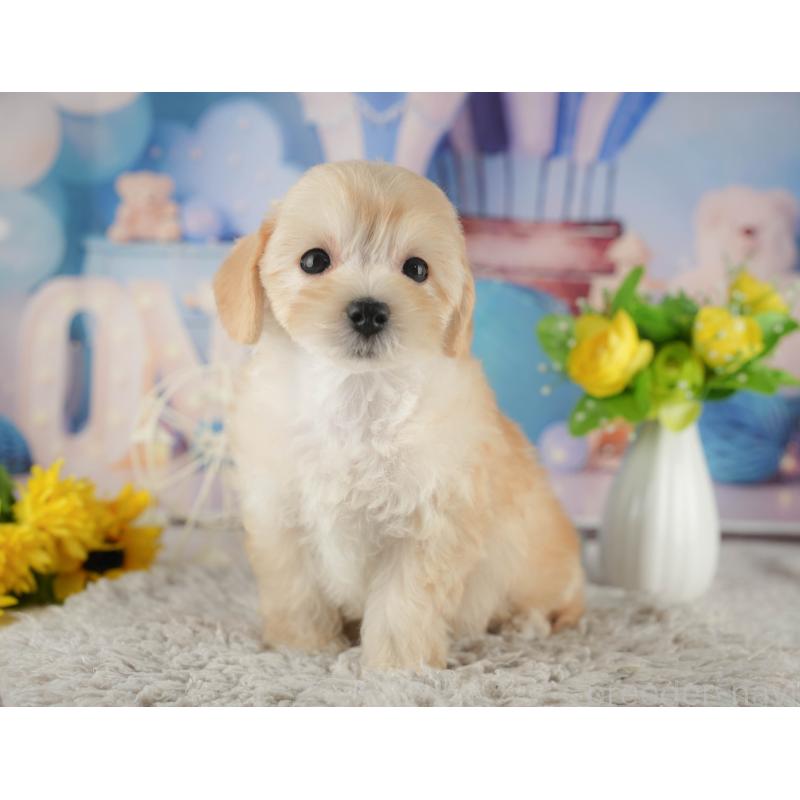販売中の千葉県のマルプー:マルチーズ×トイプードル-413074の4枚目